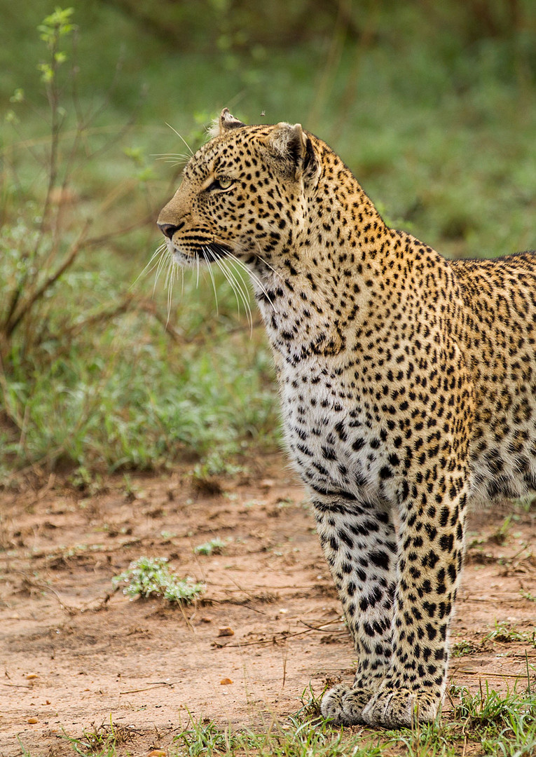 Leopardin