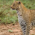 Leopardin