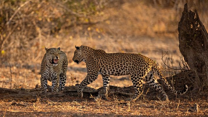 Leopardin faucht Sohn im Luangwa N.P. an