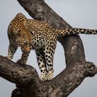 Leopardin im Baum