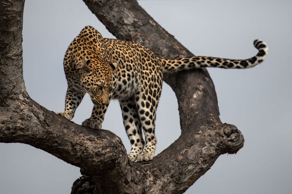 Leopardin im Baum