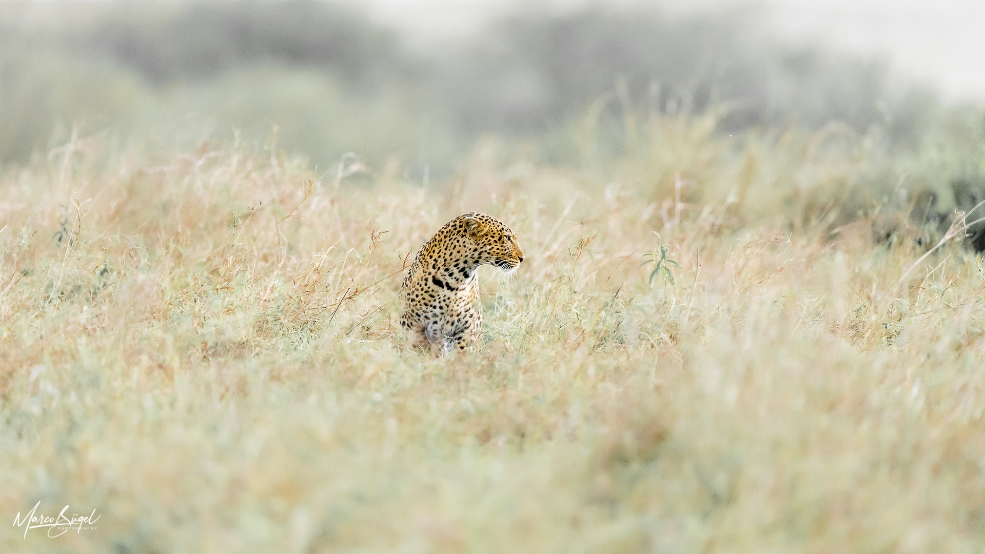 Leopardin im hohen Gras der Mara