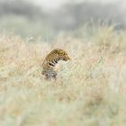 Leopardin im hohen Gras der Mara