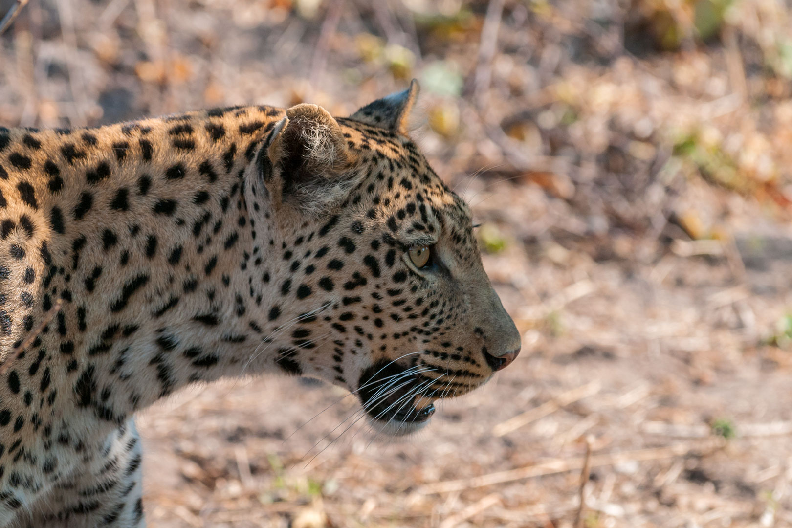 Leopardin im Linyanti
