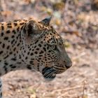 Leopardin im Linyanti