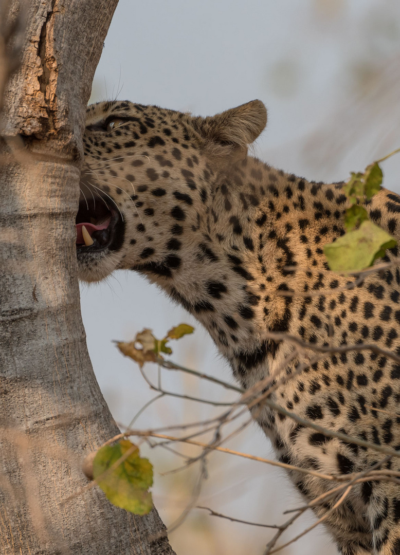 Leopardin im Mashatu Game Reserve