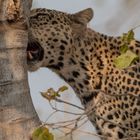 Leopardin im Mashatu Game Reserve