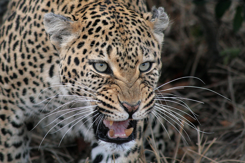 Leopardin im Ngala Private Game Reserve