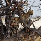 Leopardin in der Etosha