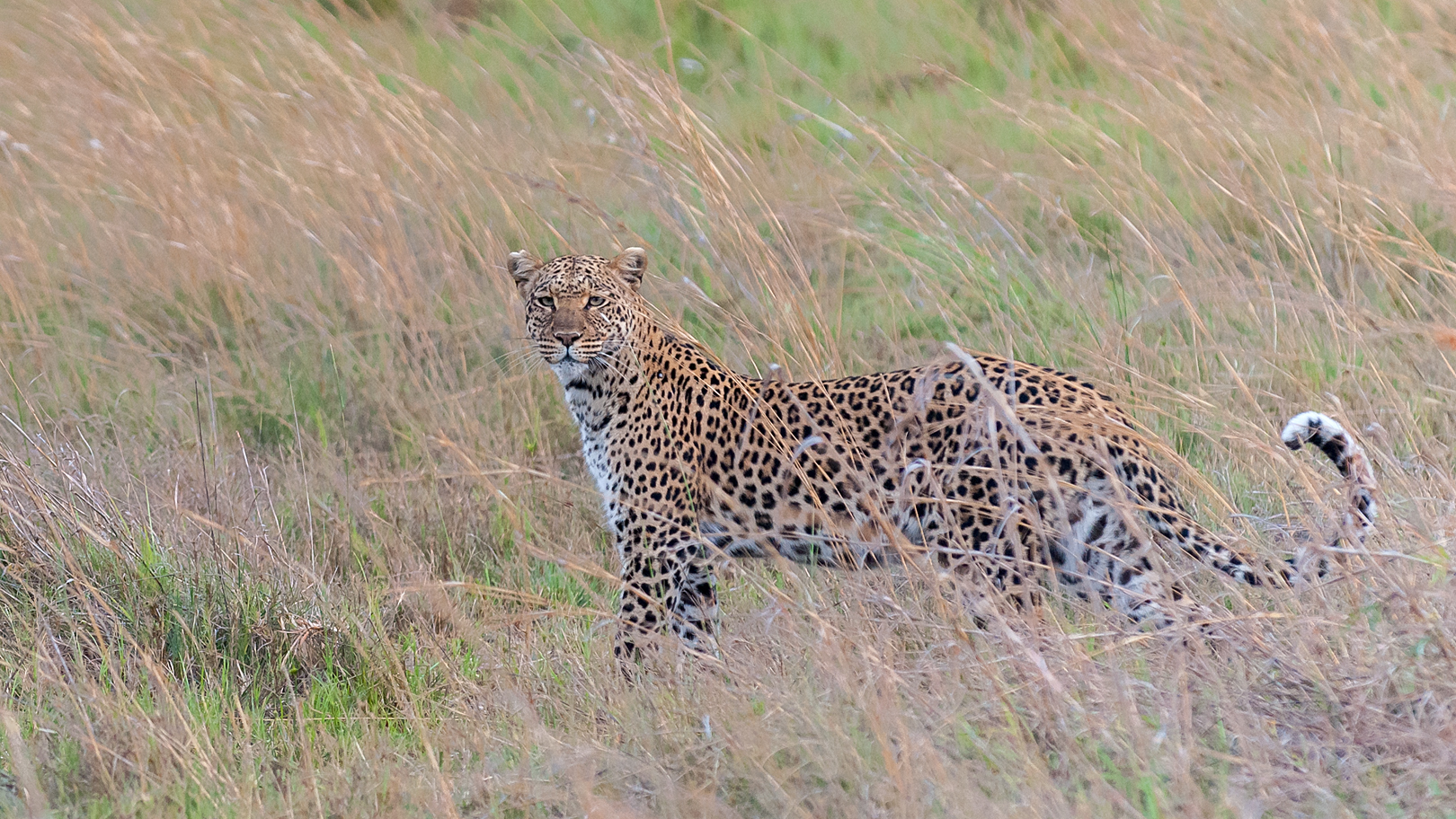 Leopardin in der Nähe des Selinda-Spillway