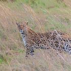 Leopardin in der Nähe des Selinda-Spillway