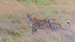 Leopardin in der Nähe des Selinda-Spillway