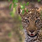Leopardin in Masai Mara