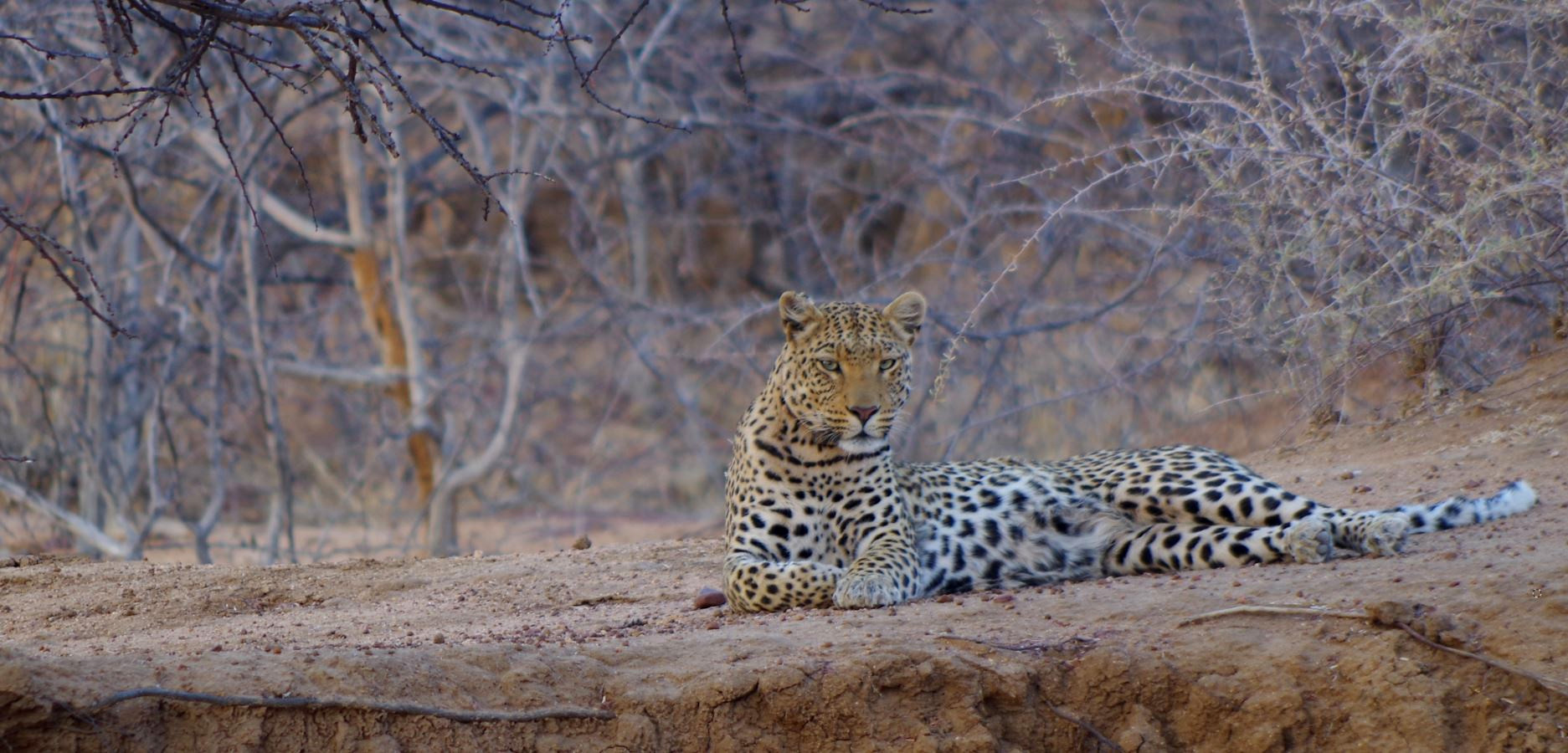 Leopardin in Namibia