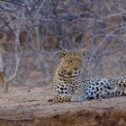 Leopardin in Namibia