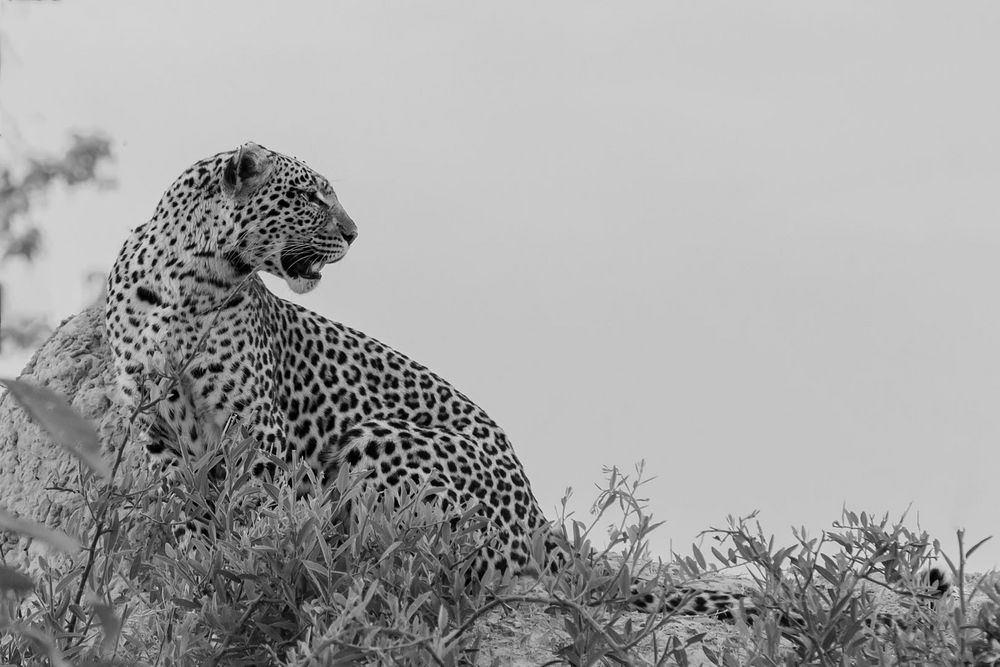 Leopardin in schwarz-weiß