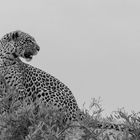 Leopardin in schwarz-weiß