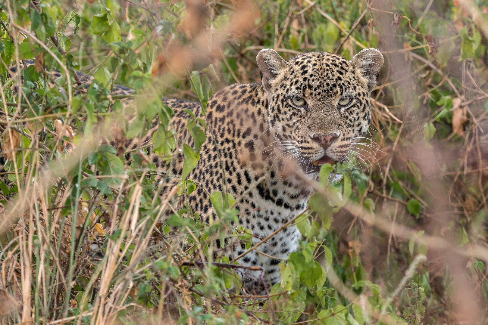 Leopardin in Uganda