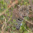 Leopardin in Uganda