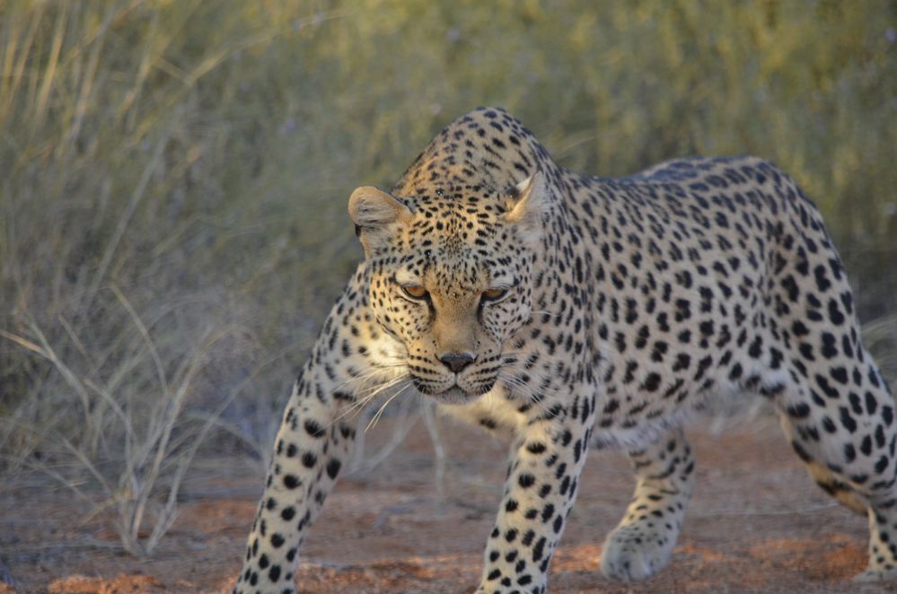 Leopardin - Lisa von Ronny Gängler 