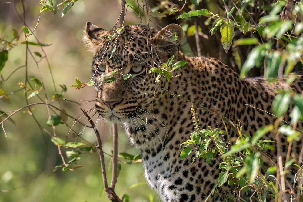 Leopardin -Masai Mara - Kenia 2014