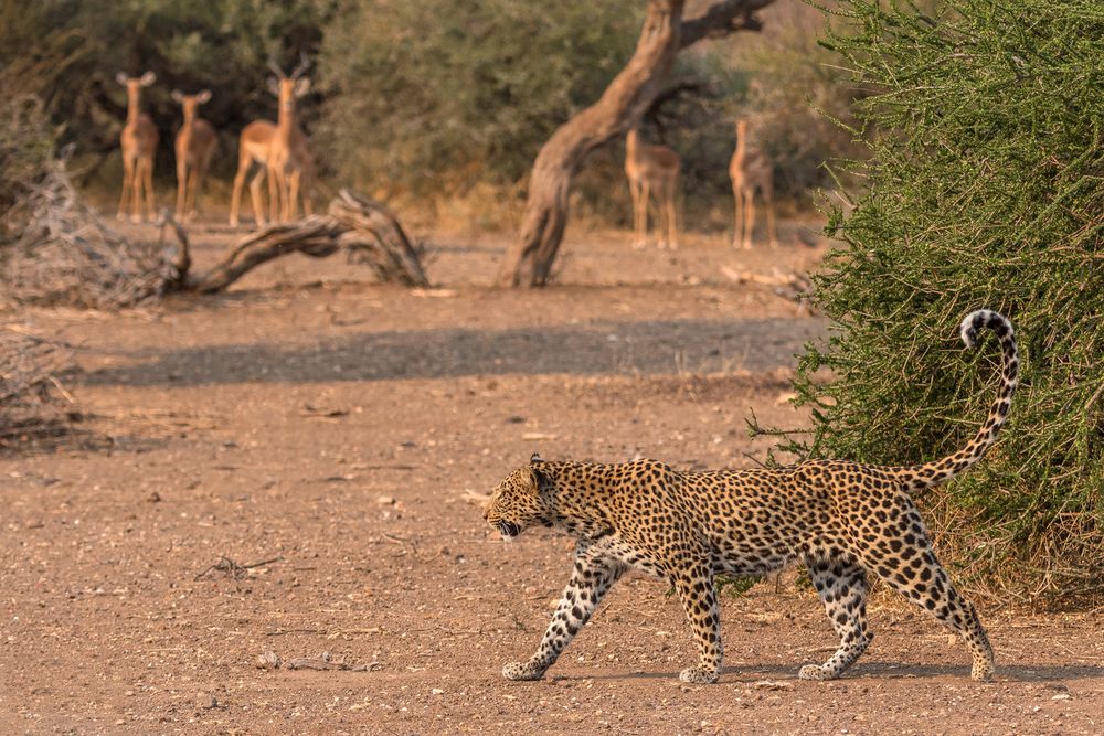 Leopardin - Maschatu GR - Botswana 2015