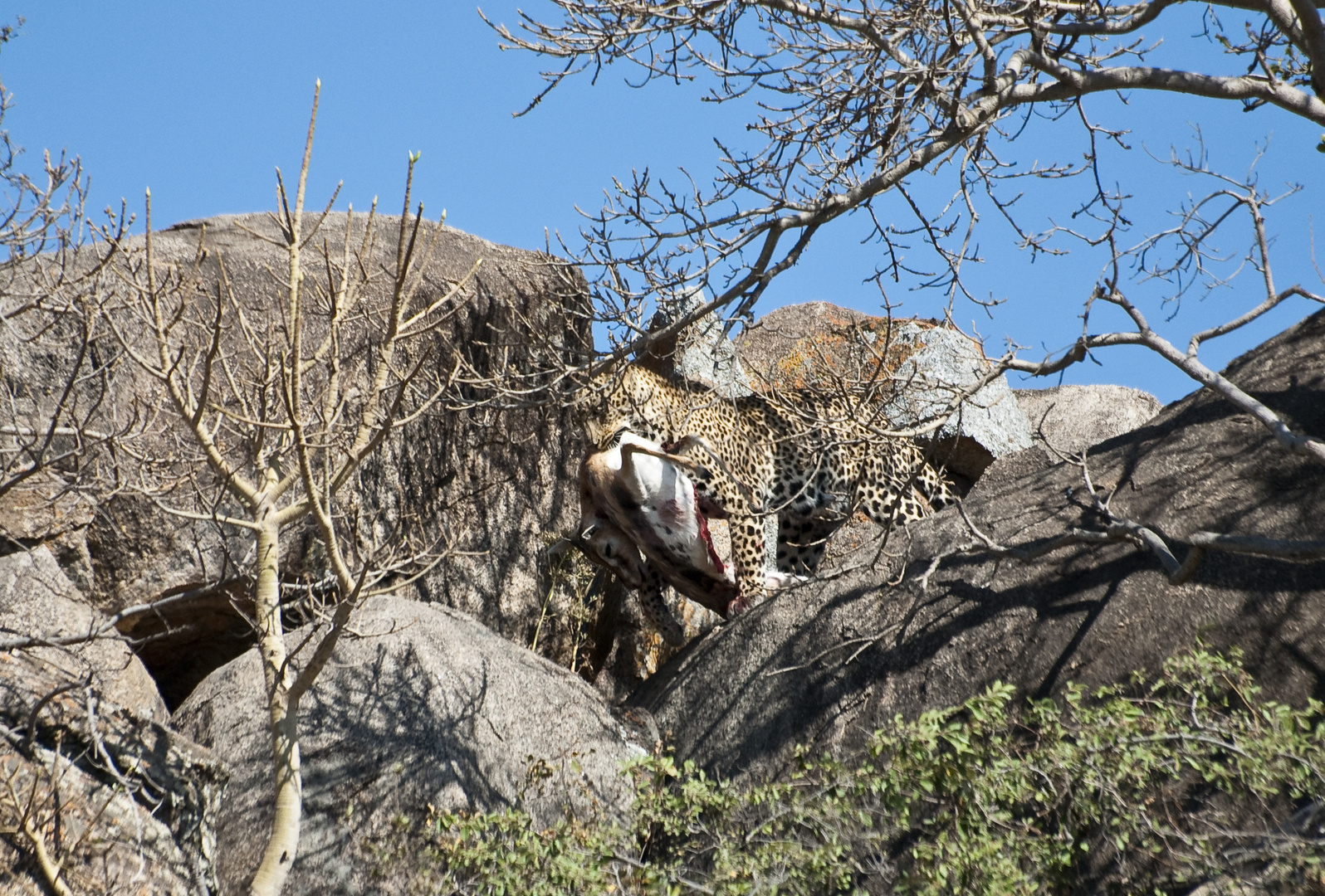 Leopardin mit Beute