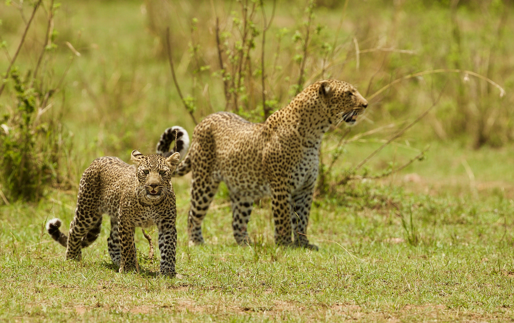 Leopardin mit Cub