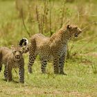 Leopardin mit Cub