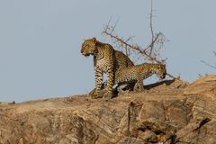 Leopardin mit ihrem Jungen 2