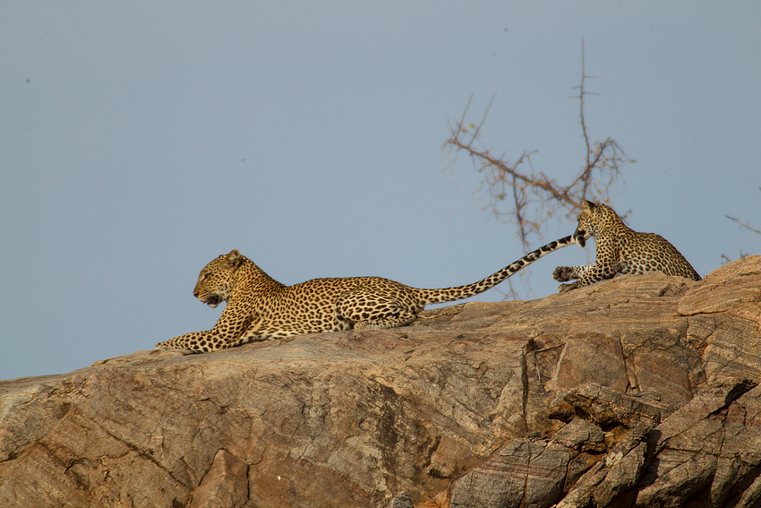 Leopardin mit ihrem Jungen 3