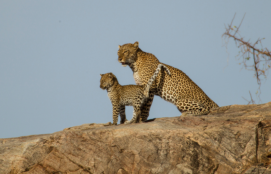 Leopardin mit ihrem Jungen 4