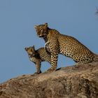 Leopardin mit ihrem Jungen