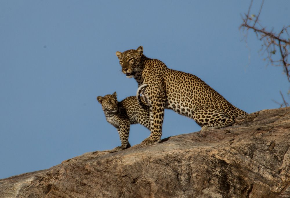 Leopardin mit ihrem Jungen