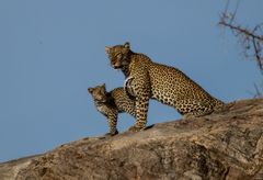 Leopardin mit ihrem Jungen