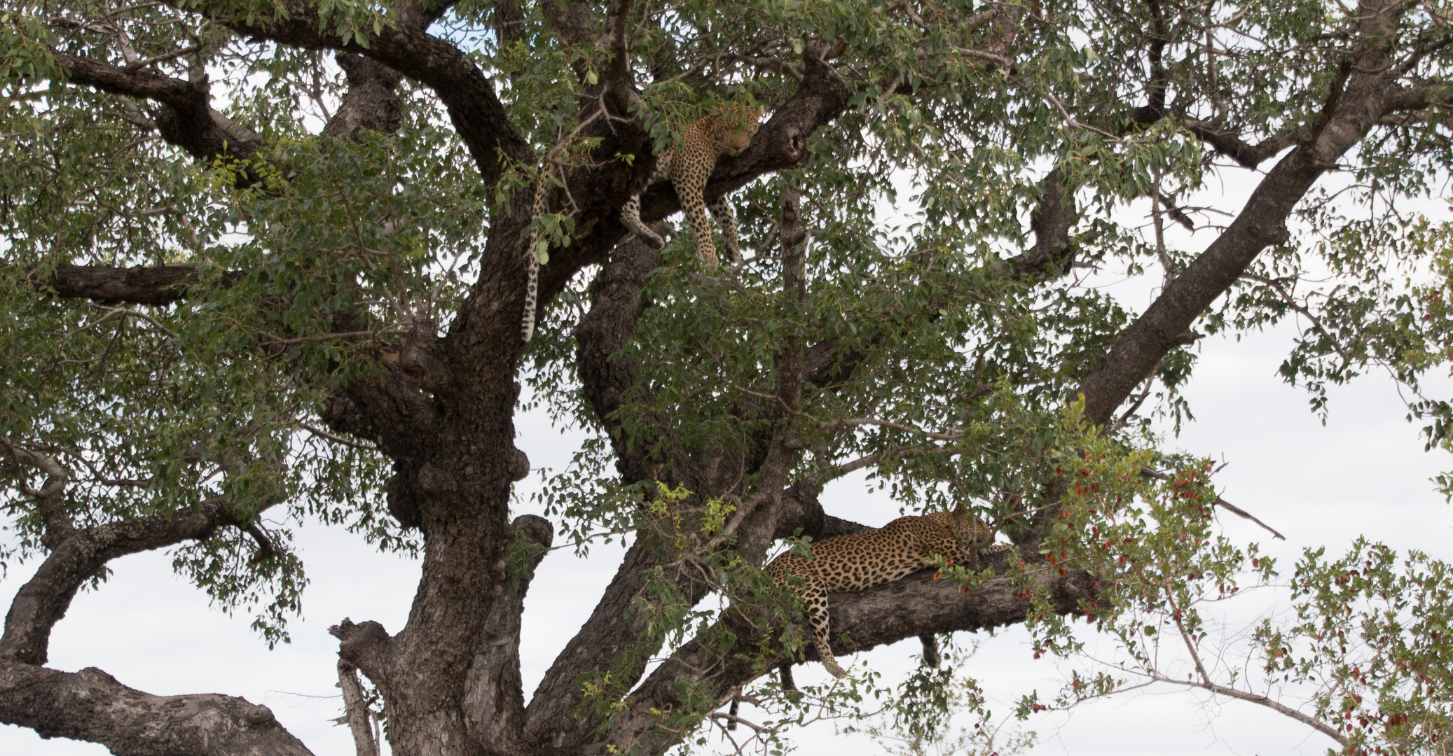 Leopardin mit ihrem Jungen