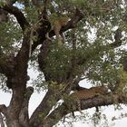 Leopardin mit ihrem Jungen