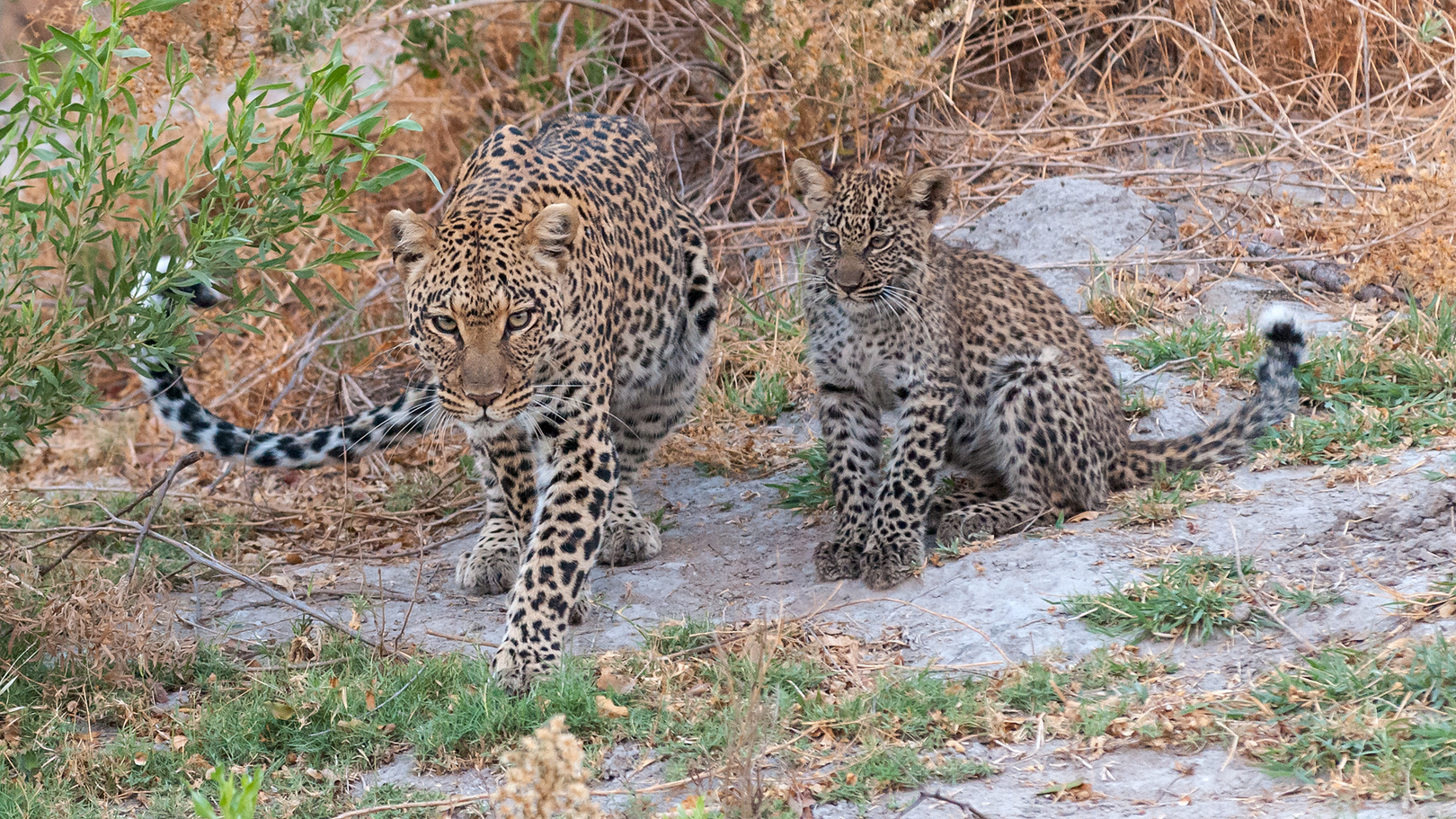 Leopardin mit Jungem