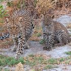 Leopardin mit Jungem