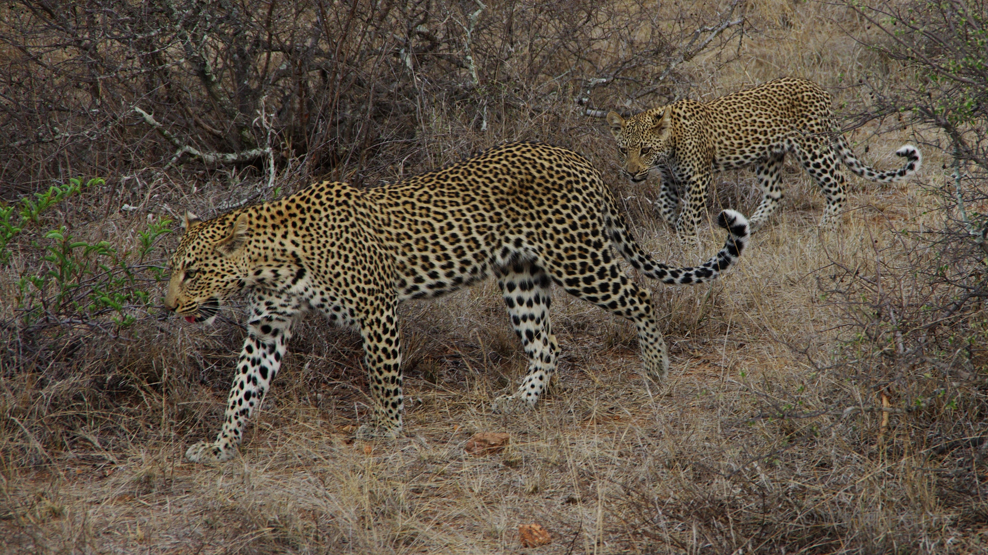 Leopardin mit Jungem