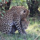 Leopardin mit Jungem