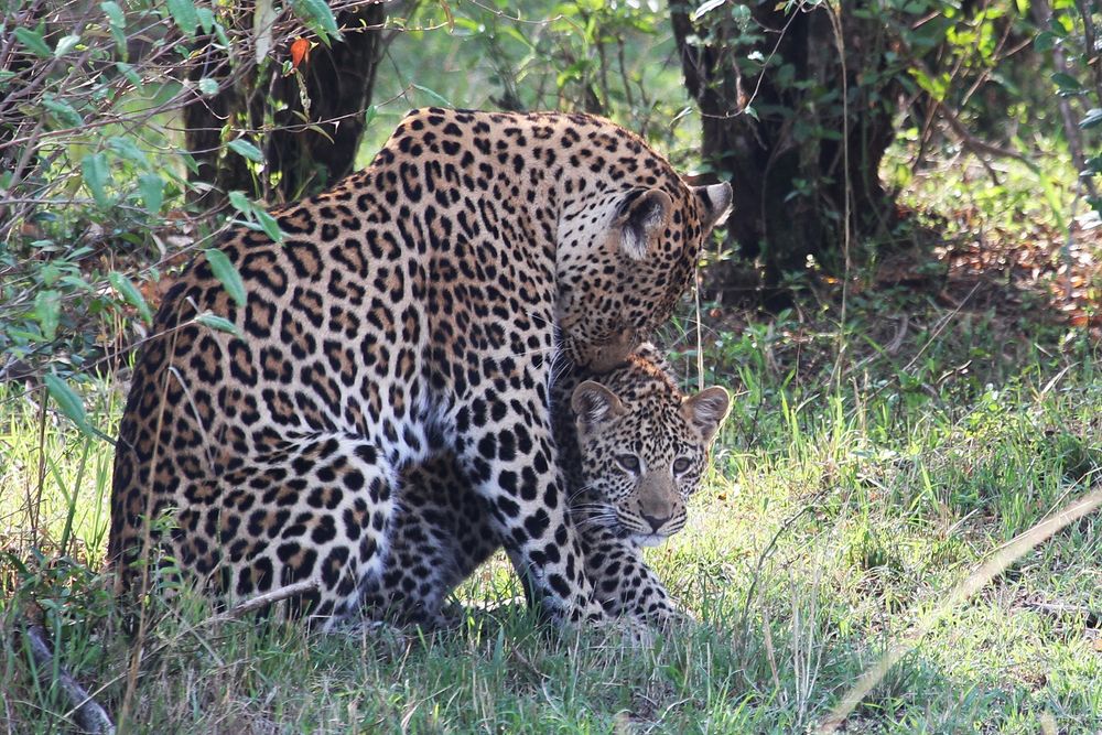 Leopardin mit Jungem