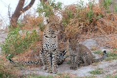 Leopardin mit Jungem