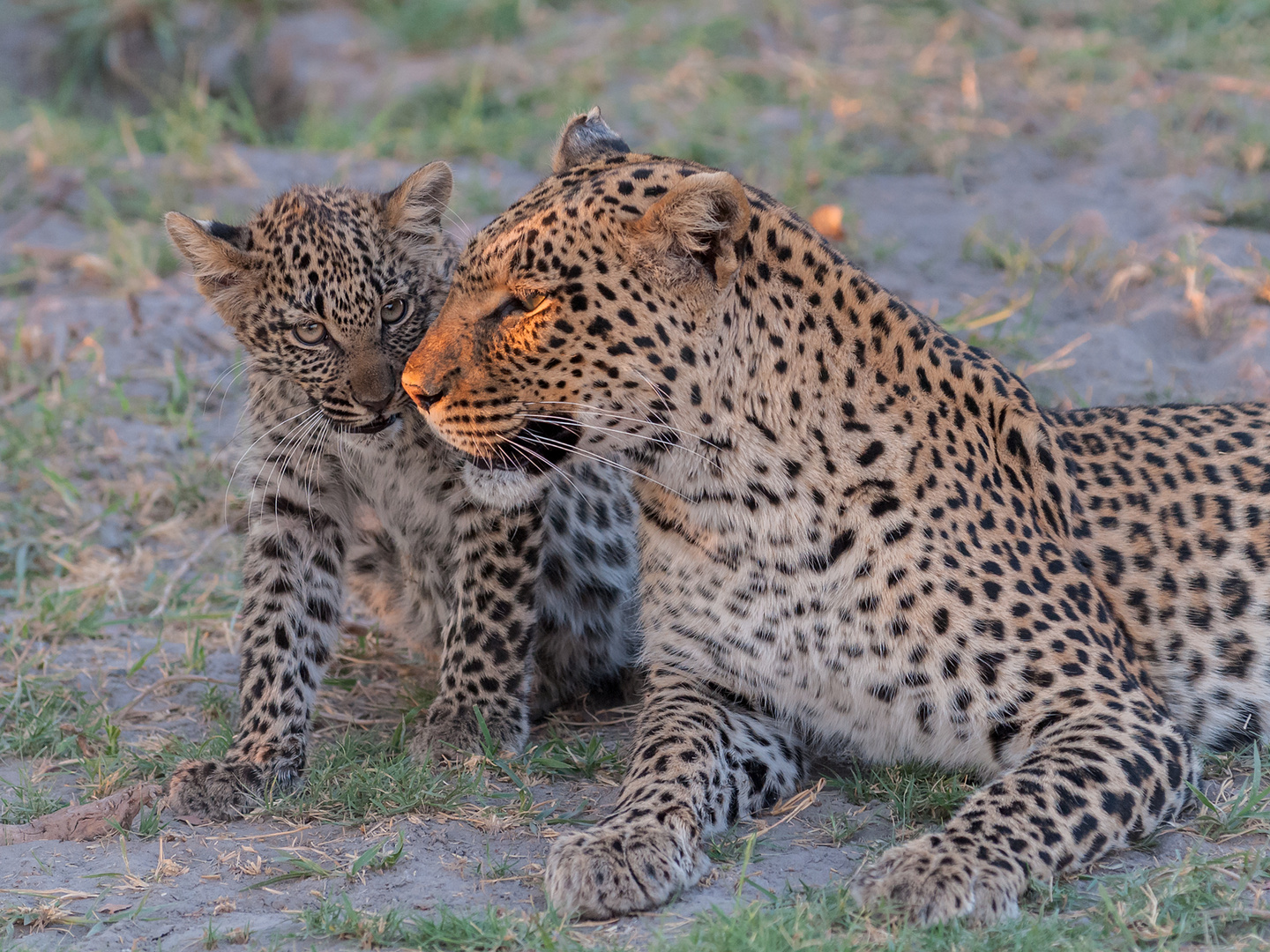 Leopardin mit Jungem