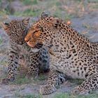 Leopardin mit Jungem