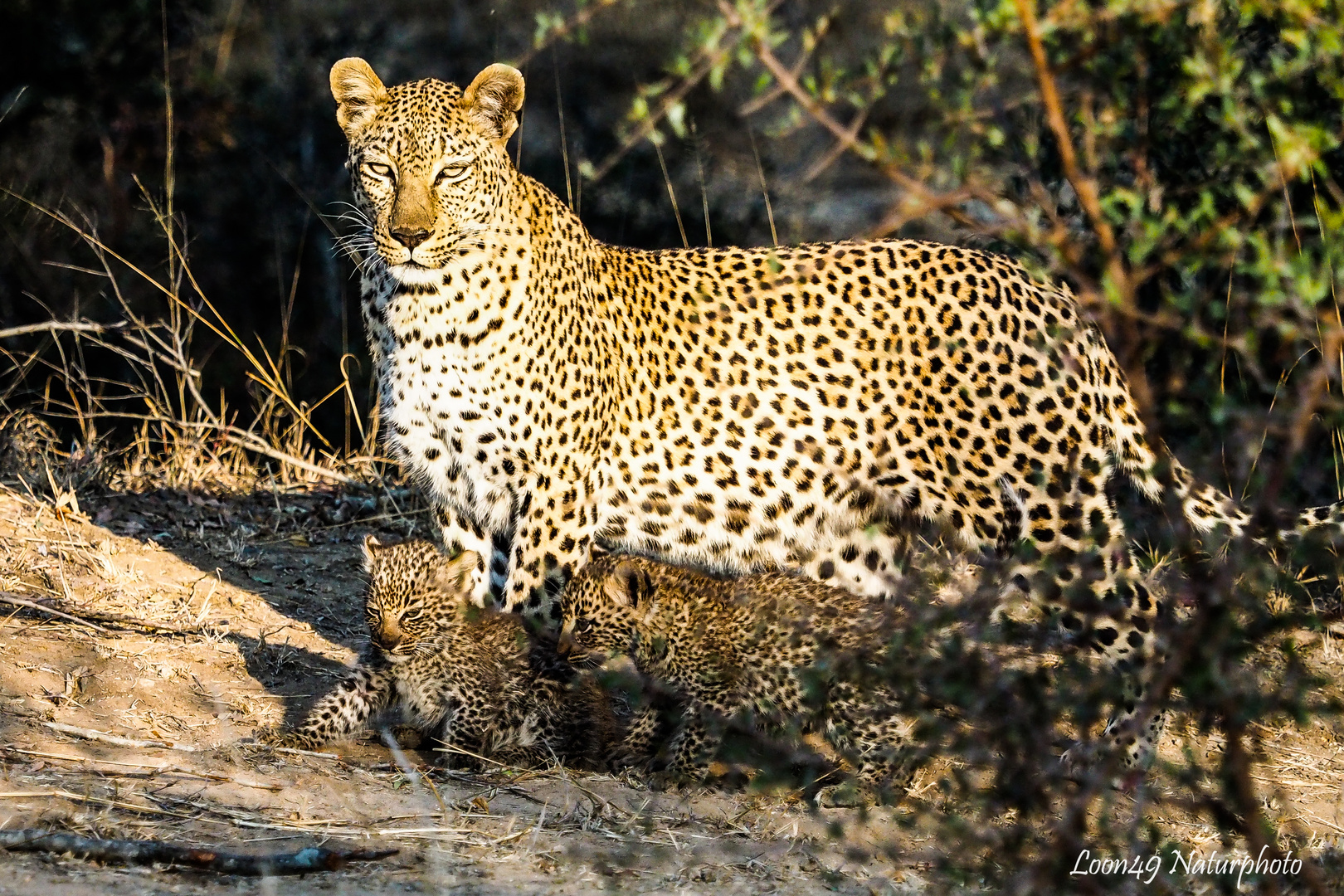 Leopardin mit Jungen