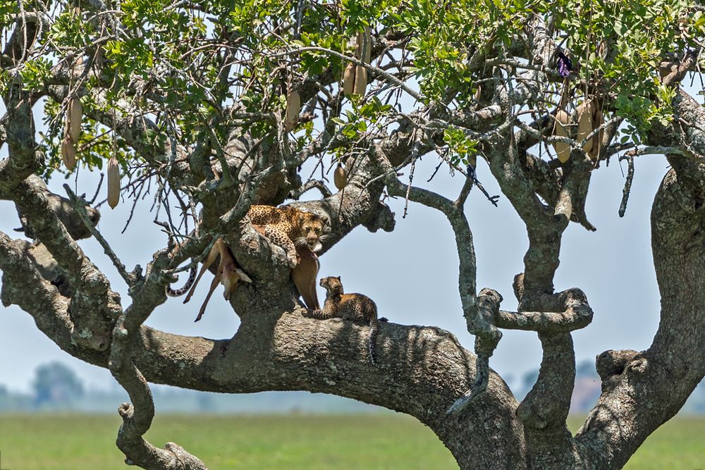 Leopardin mit Jungtier am Riss