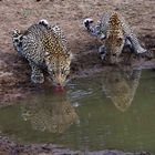 Leopardin mit Nachwuchs