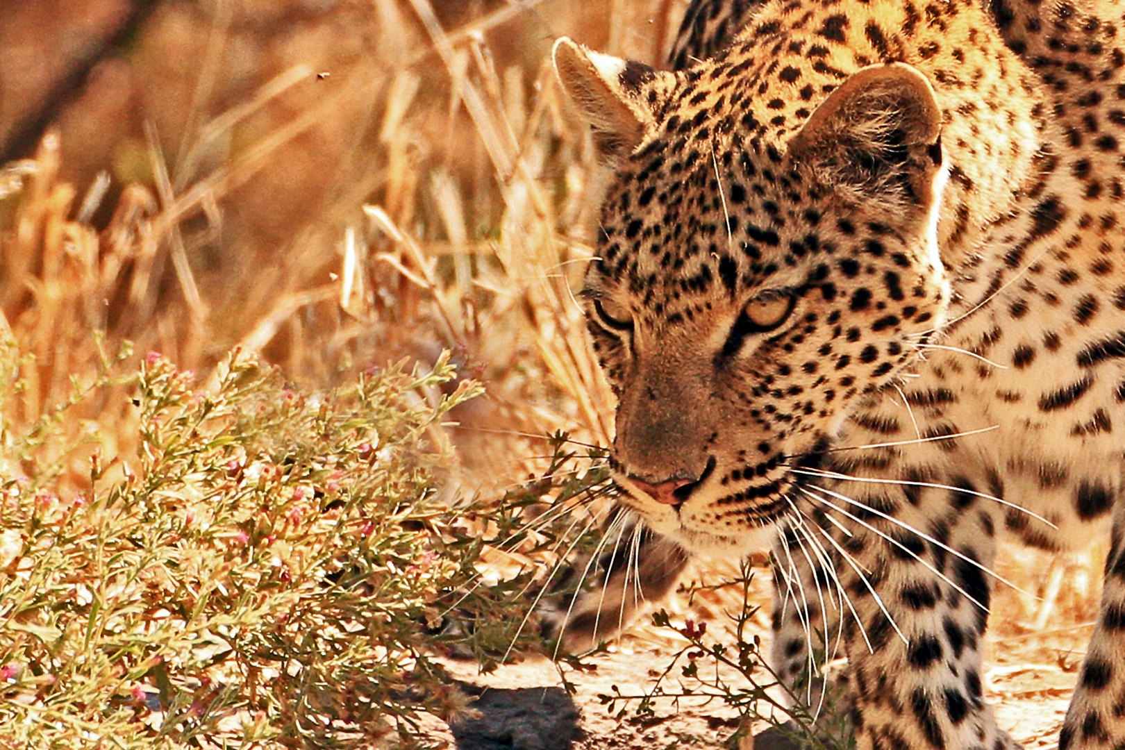 Leopardin, Moremi Game Reserve, Botswana