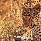 Leopardin, Moremi Game Reserve, Botswana